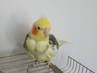 Sağlıklı erkek/dişi sultan papağanı