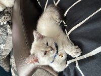 3 Aylık British Shorthair