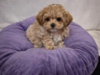 Mükemmel maltipoo köpeği yavruları