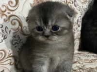 Dünya Tatlısı Yavru Kediler