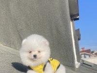 Ayı Surat Pomeranian Boo Yavrular