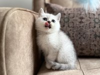 Avrupa standartlarında british shorthair yavrular - premium üretim