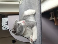 2 Aylık Scottish Fold Dişi Acil