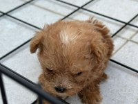 Sevimli Maltipoo Yavrularımız Yeni Ailelerini Bekliyor