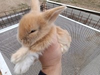 Her Renk Hollanda Lop Tavşanları