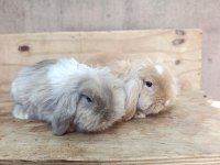 3 aylık hollanda teddy lop takım tavşanlar
