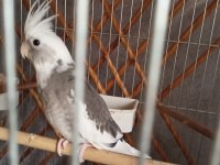 Yavru Sultan Papağanı