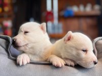 Burkem Ailesinden Maskeli Mavi Boncuk Husky