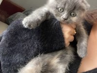 Dünya tatlısı minnoş kedimiz evinizin neşesi olacak