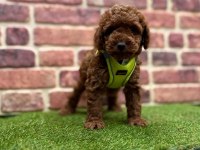 Safkan toy poodle yavrular için ulaşın