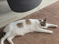 Kedimiz karamelimize acil yuva arıyoruz