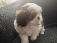 Shih tzu erkek köpeğimiz