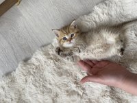 2 Aylık British Shorthair