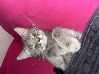 Dişi British Kedimiz Gri