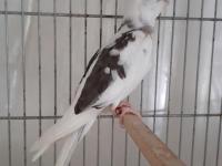 Yavru Sultan Papağanı