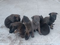 Sağlam Kan Belçika Malinois Yavruları
