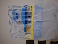 Kafesinde Birlikte Hamster