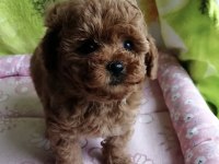 Toy Poodle Kore Mini Yavru Köpeklerimiz