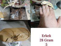 Sağlıklı Sezona Hazır Crested Gecko