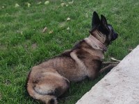 Alan koruma belçika malinois
