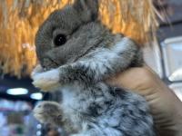 Sevimli Cüce Tavşan Yavrularımız