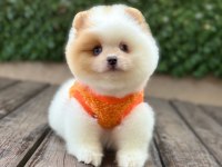 Pomeranian Bebekler Büyümez Garantili