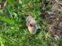 Kaliforniya Damalı Tavşan