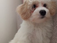 Köpeğimiz İçin Acil İlan