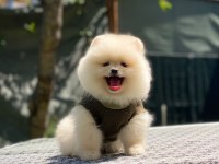 Pomeranian Boo 2.5 Aylık Dişi Veya Erkek