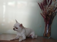 Beyaz Harika Anatomili Şivava