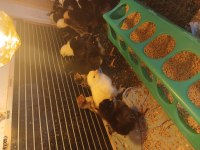 Burakman yavrusu civcivler