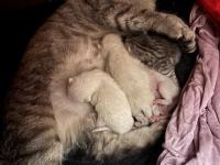 British yavru kediler