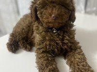 Toy Poodle 4 Aylık