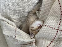 2 Aylık British Shorthair