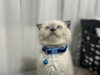 Scottish Fold Kedimiz