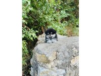 Pomeranian Boo Yavrumuz Sağlık Ve Irk Garantilidir
