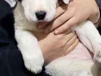 Border Collie Kırma Safkan Çoban