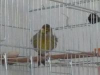 Boğa Gibi Öten Sarı Agat Mozaik Kanarya