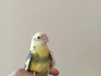 Şarkıcı çimen pareket papağanı