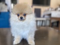 Mini Boy Pomeranian Boo Kızımız
