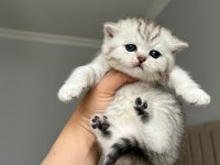 Ns 11 Ve Silver Tabby British Shorthair Yavrular