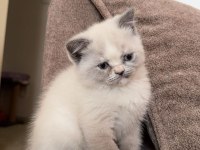 Safkan British Bluepoint British Shorthair