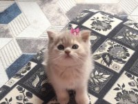 British shorthair 3-4 aylık
