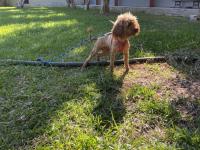 Red Brown Gebe Poodle
