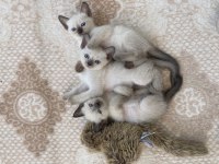 Uygun fiyatlı sevimli british shorthair yavrularım