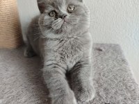 Ayı Surat Safkan Son British Shorthair Yavrumuz