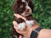 Çikolata poodle ve siyah inciler