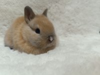 Yavru hollanda lop ve cüce tavşanları