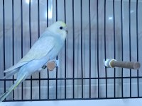 Yeme düşmüş rainbow muhabbet kuşu yavrum dişi