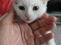 2.5 Aylık Bal Tatlısı British Shorthair Kırma